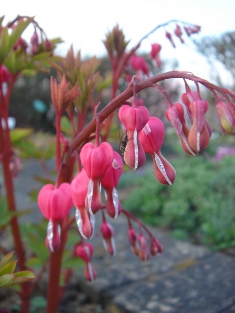 Dicentra spectabilis 2